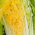 【精品】黄心白菜大白菜大量上市周期长品质好无烧心烂心菜！