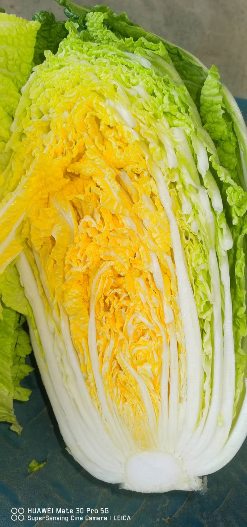 【精品】黄心白菜大白菜大量上市周期长品质好无烧心烂心菜！