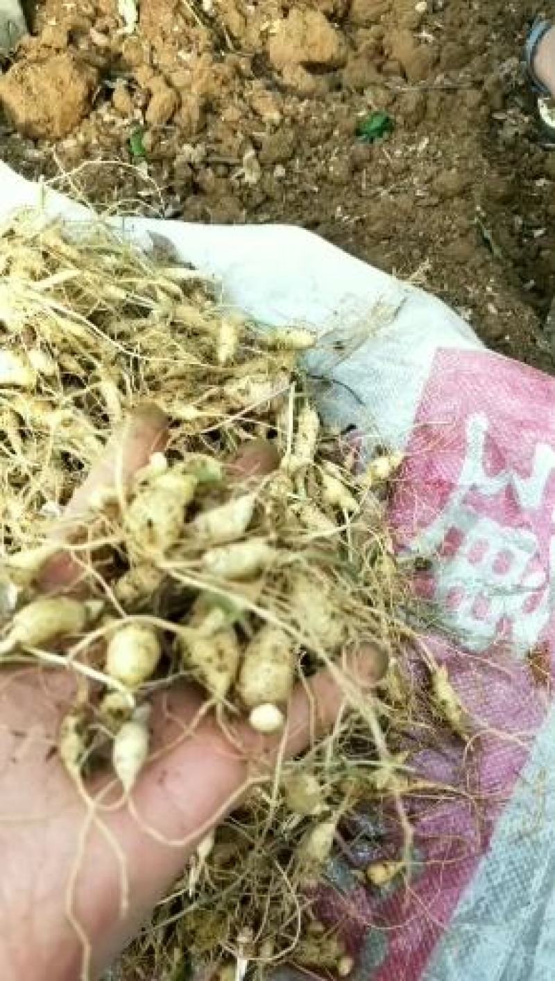 竹节参大量有货