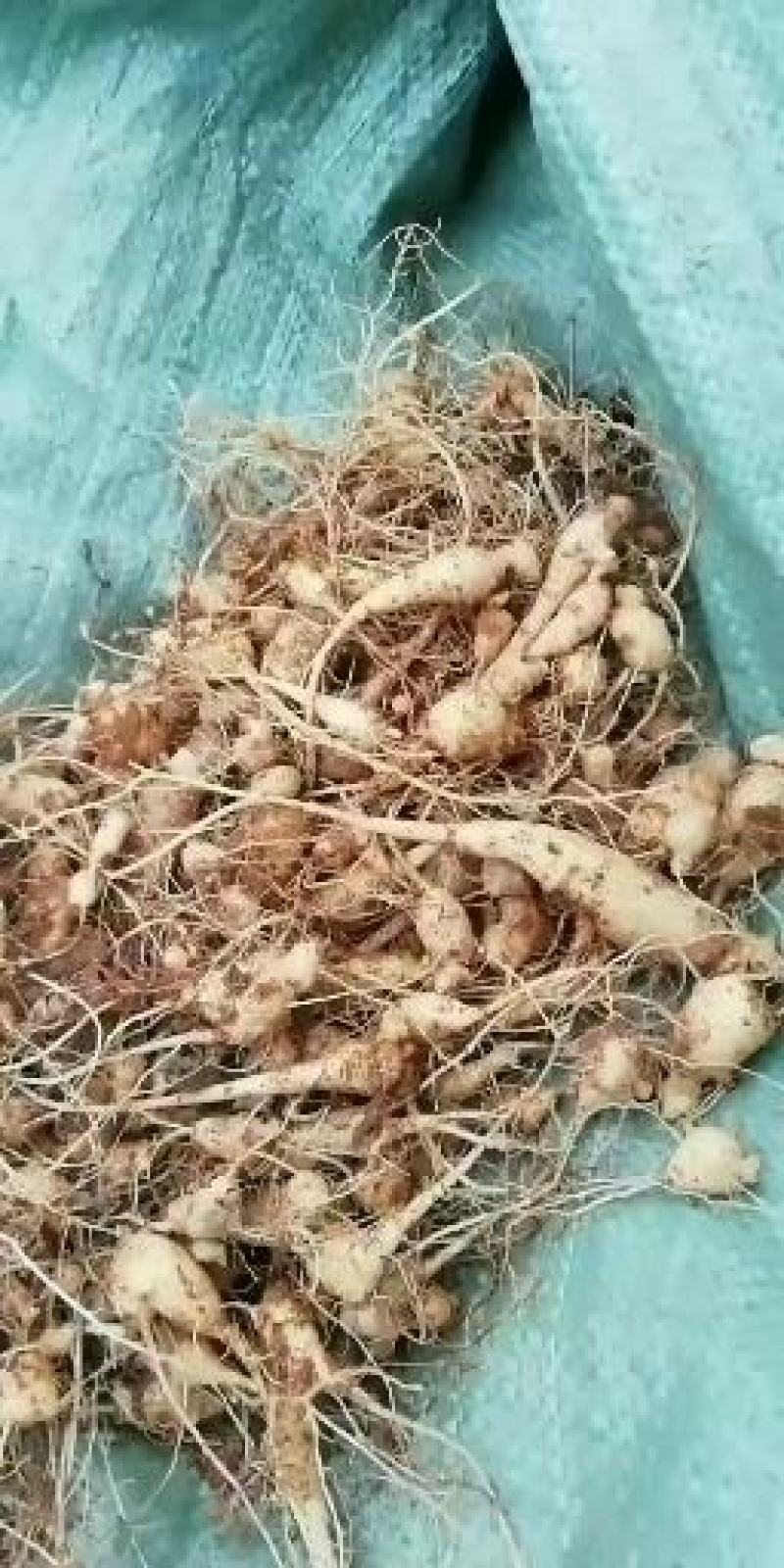 竹节参大量有货