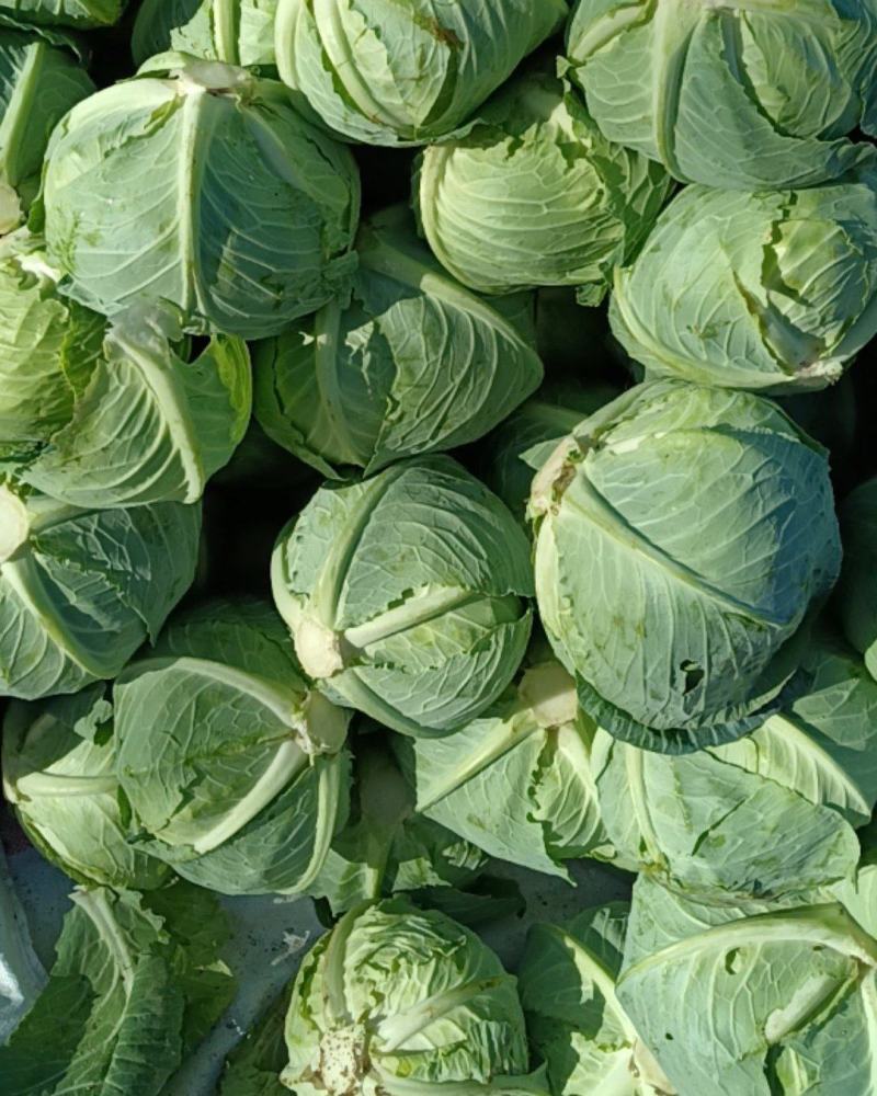 大量精品平包菜扁包菜产地直供品质保证欢迎咨询