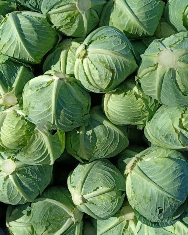 大量精品平包菜扁包菜产地直供品质保证欢迎咨询