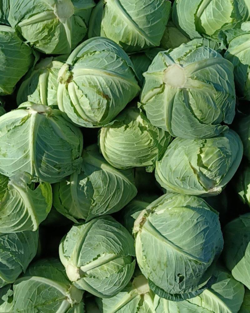 大量精品平包菜扁包菜产地直供品质保证欢迎咨询