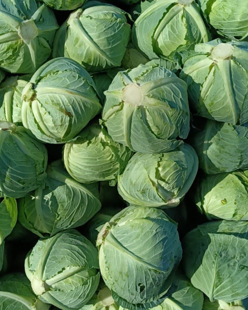 大量精品平包菜扁包菜产地直供品质保证欢迎咨询