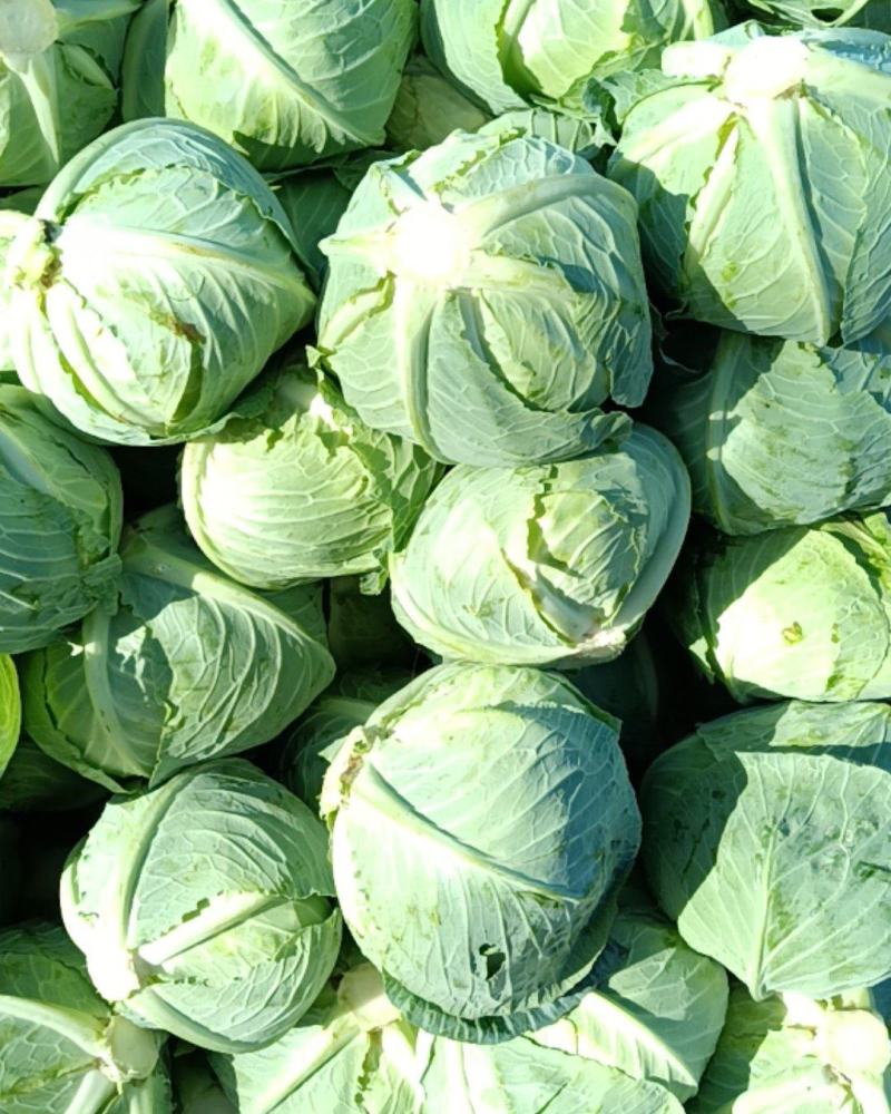 大量精品平包菜扁包菜产地直供品质保证欢迎咨询