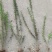 迎春，迎春花，迎春花基地，迎春花基地直销。