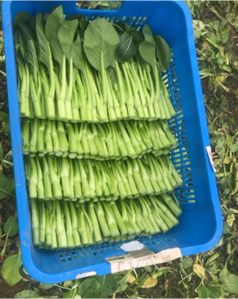 精品广东菜心，欢迎订购