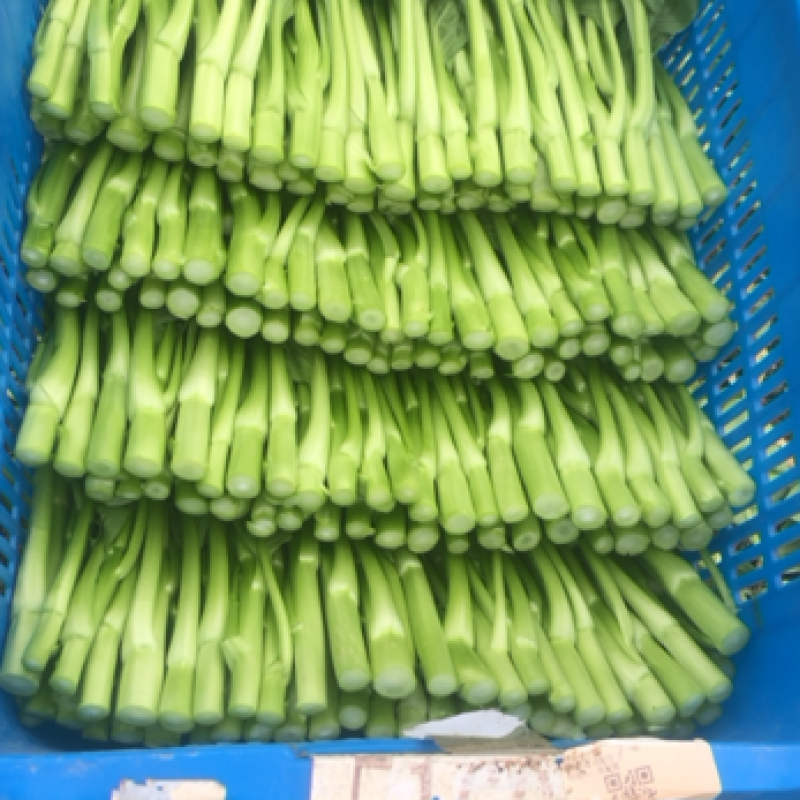 精品广东菜心，欢迎订购
