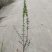 迎春，迎春花，迎春花基地，迎春花基地直销。