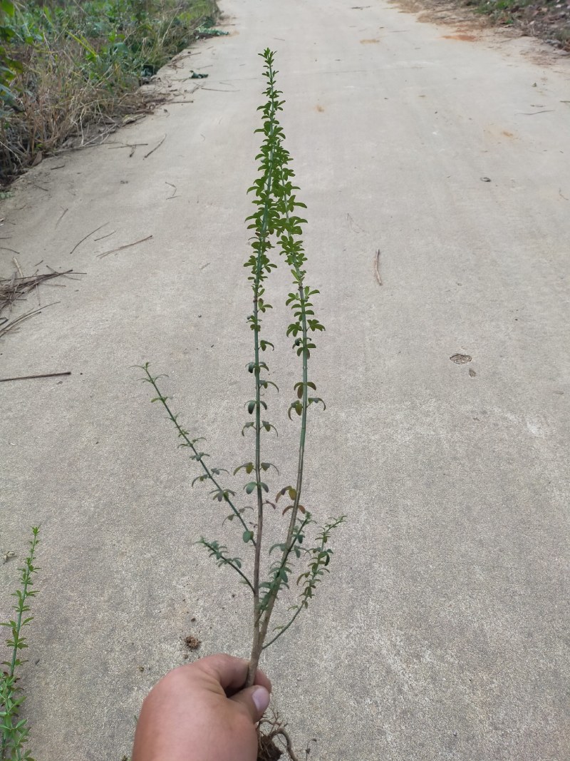 迎春，迎春花，迎春花基地，迎春花基地直销。