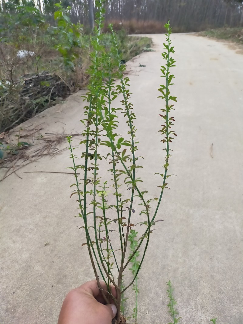 迎春，迎春花，迎春花基地，迎春花基地直销。
