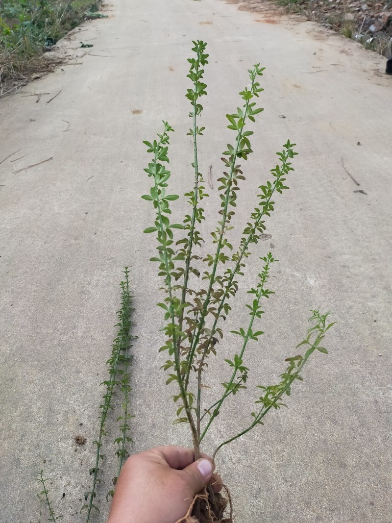 迎春，迎春花，迎春花基地，迎春花基地直销。