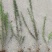 迎春，迎春花，迎春花基地，迎春花基地直销。