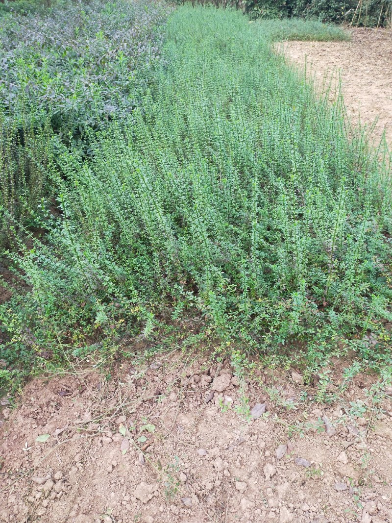 迎春，迎春花，迎春花基地，迎春花基地直销。