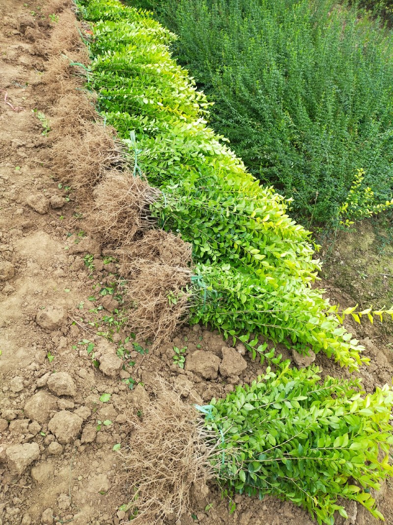 迎春，迎春花，迎春花基地，迎春花基地直销。