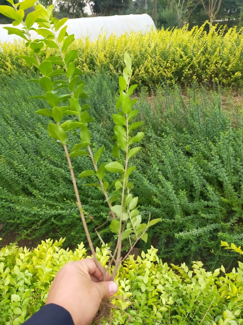 迎春，迎春花，迎春花基地，迎春花基地直销。