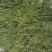 轮叶黑藻当天打捞.干净无杂草大量有货供应