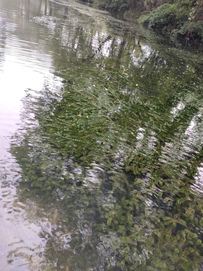 轮叶黑藻当天打捞.干净无杂草大量有货供应