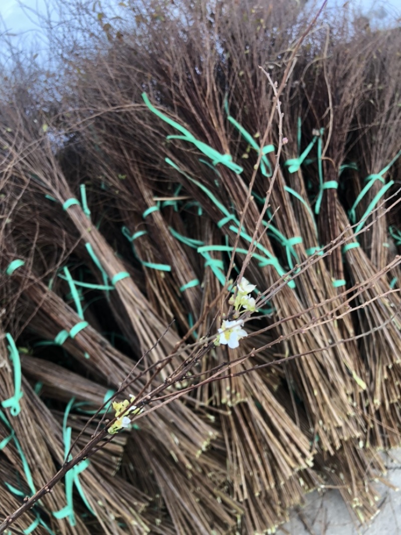 干枝雪柳珍珠绣线菊枝条产地直发保质保量嫩条黄条