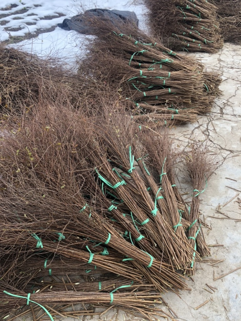 干枝雪柳珍珠绣线菊枝条产地直发保质保量嫩条黄条