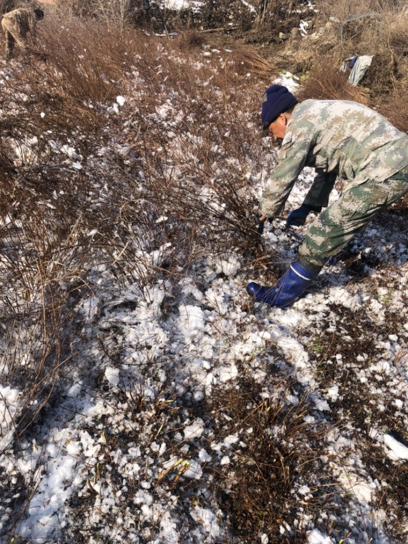 干枝雪柳珍珠绣线菊枝条产地直发保质保量嫩条黄条