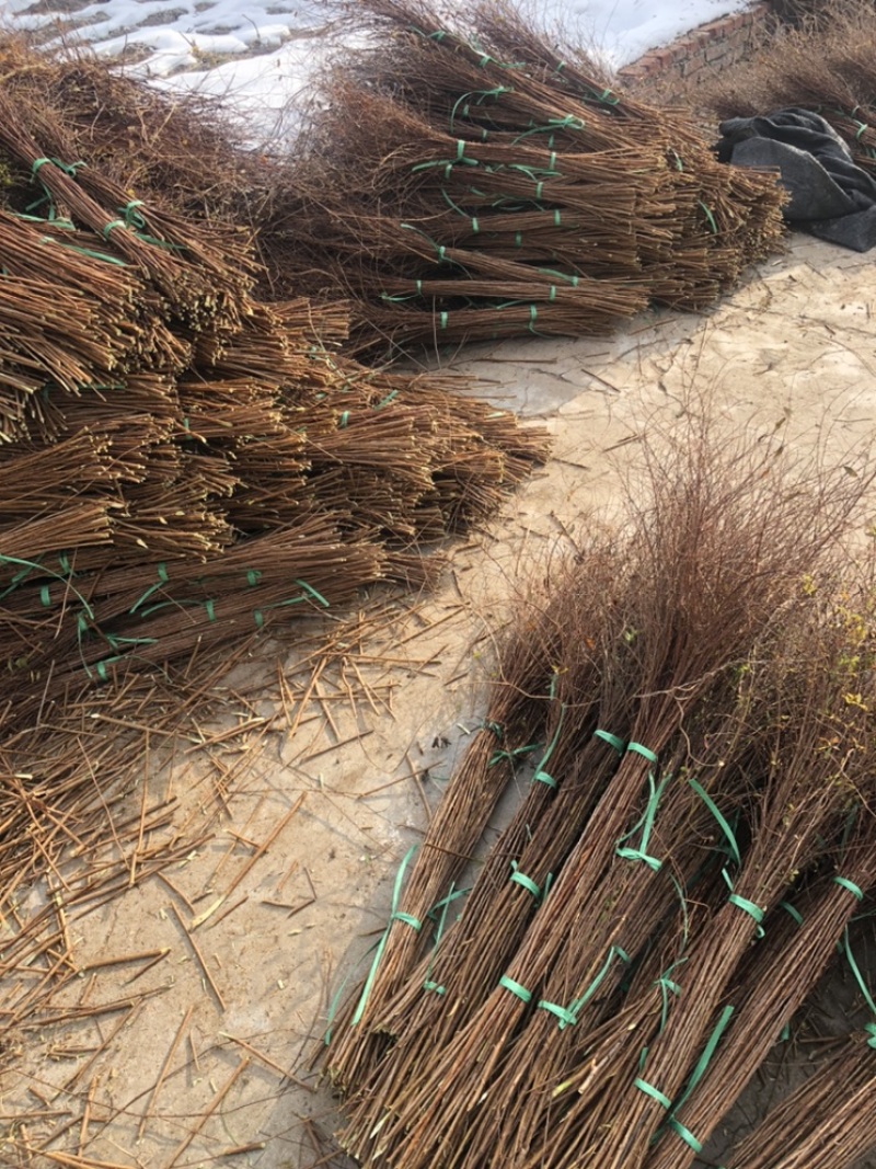 干枝雪柳珍珠绣线菊枝条产地直发保质保量嫩条黄条