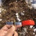 干枝雪柳珍珠绣线菊枝条产地直发保质保量嫩条黄条