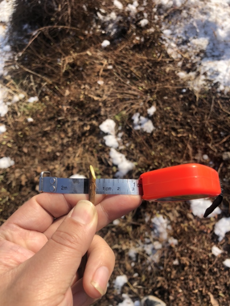 干枝雪柳珍珠绣线菊枝条产地直发保质保量嫩条黄条