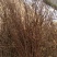 干枝雪柳珍珠绣线菊枝条产地直发保质保量嫩条黄条