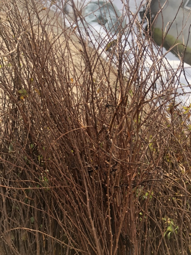 干枝雪柳珍珠绣线菊枝条产地直发保质保量嫩条黄条