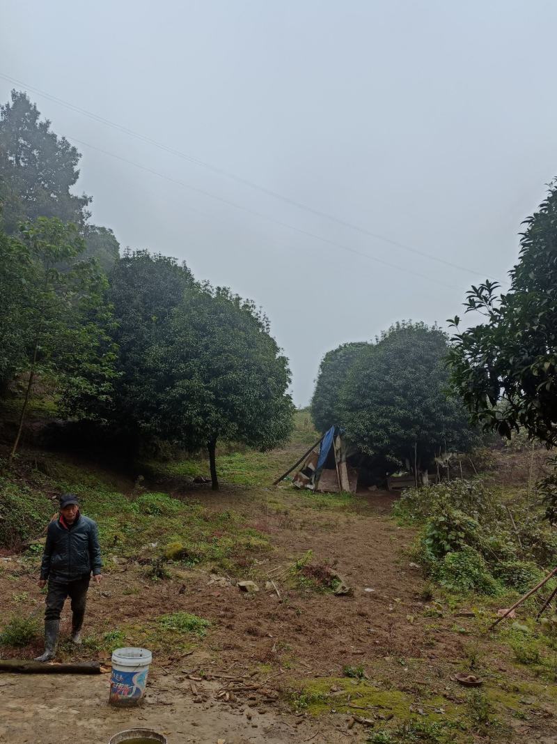 江北五宝，一家6口指标150建筑面积，可以修3层，