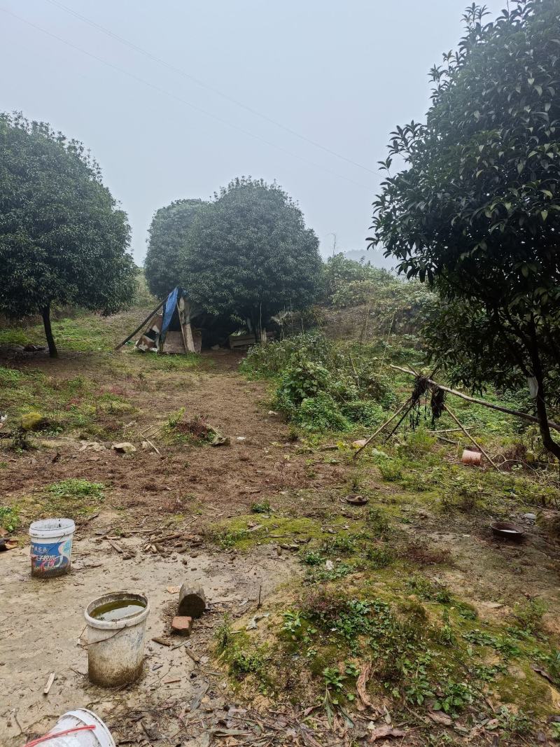 江北五宝，一家6口指标150建筑面积，可以修3层，