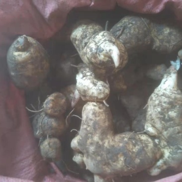 鸡头黄精