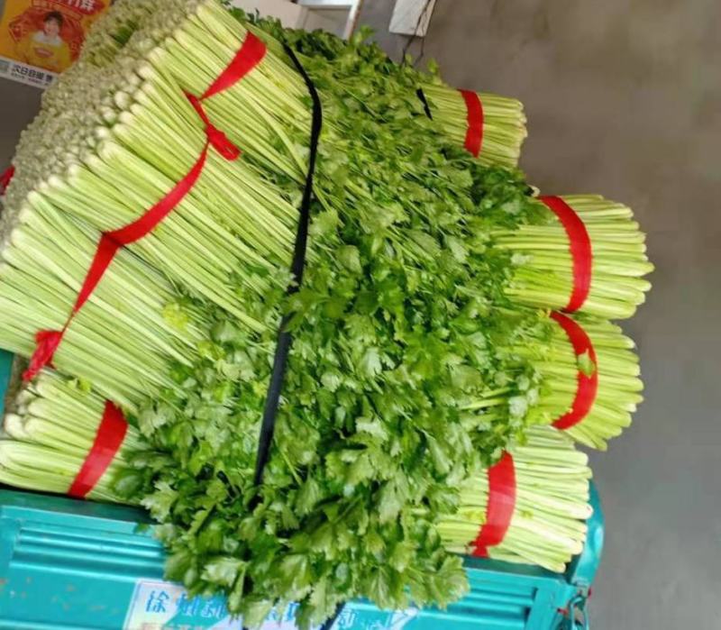 徐州新沂万亩西芹精品细棵水洗芹菜蔬菜55-60产地直供