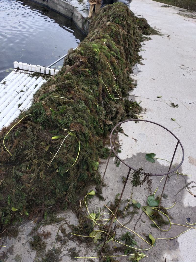 金鱼藻、鱼缸造景、塘口种植、河道治理、进化水质