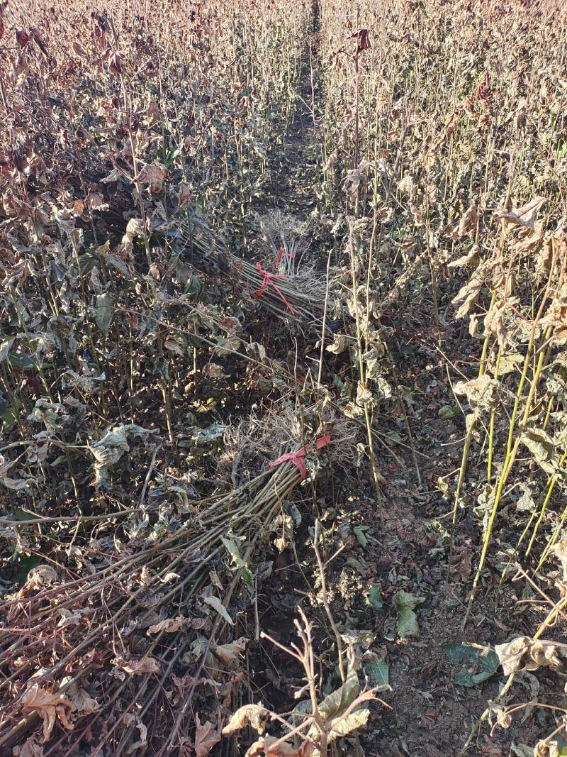 枫香苗、枫香树苗一手货现拔现发、可实地或视频看货