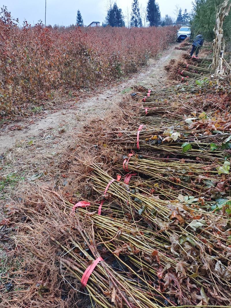 枫香苗、枫香树苗一手货现拔现发、可实地或视频看货