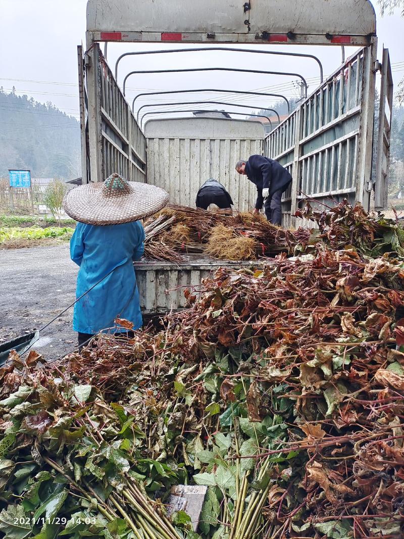 枫香苗、枫香树苗一手货现拔现发、可实地或视频看货