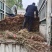 枫香苗、枫香树苗一手货现拔现发、可实地或视频看货