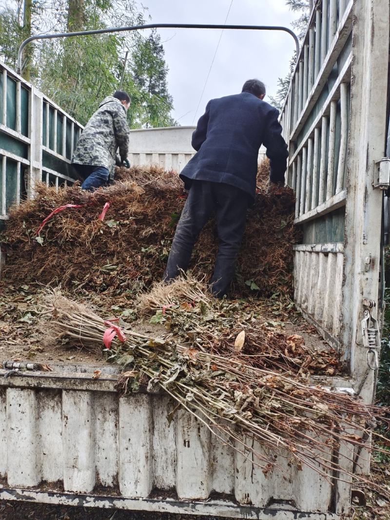 枫香苗、枫香树苗一手货现拔现发、可实地或视频看货