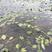 金鱼藻、鱼缸造景、塘口种植、河道治理、进化水质