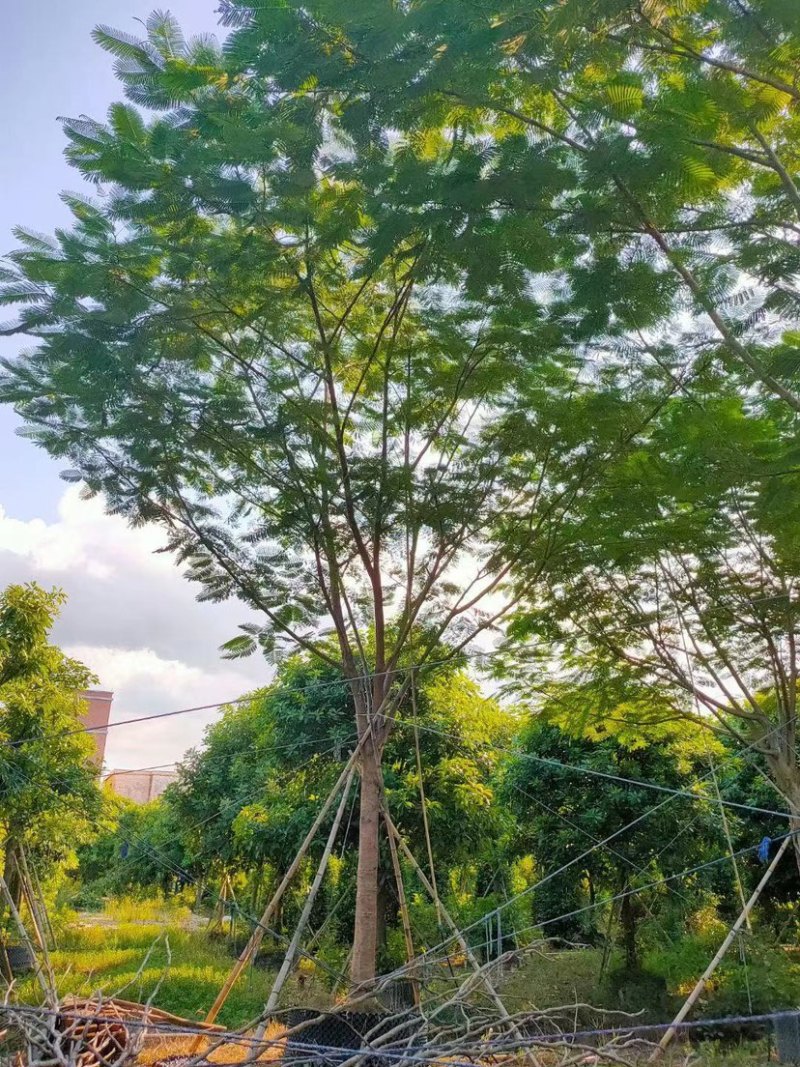 凤凰木光杆货，骨架货，大小规格齐全支持视频看货