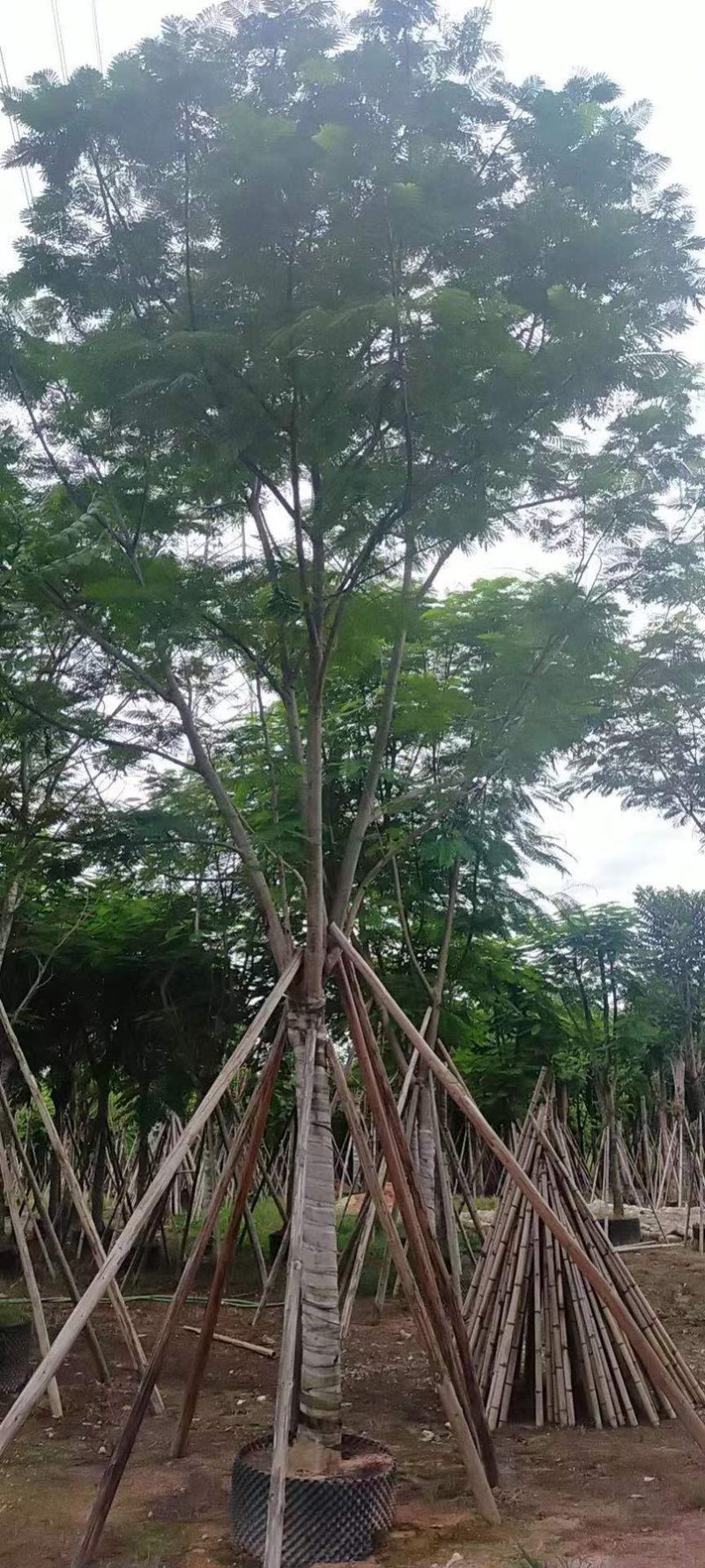 凤凰木光杆货，骨架货，大小规格齐全支持视频看货