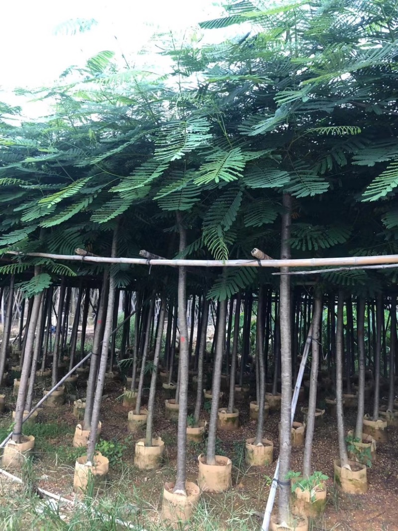 凤凰木光杆货，骨架货，大小规格齐全支持视频看货