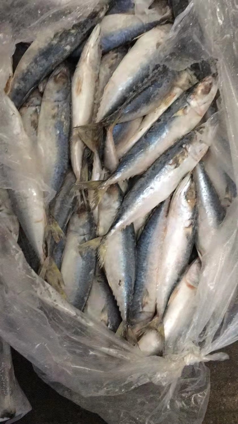 罐头青鱼80-100条陆冻拖网9公斤一件塑料袋包装