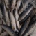 罐头青鱼80-100条陆冻拖网9公斤一件塑料袋包装