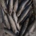 罐头青鱼80-100条陆冻拖网9公斤一件塑料袋包装