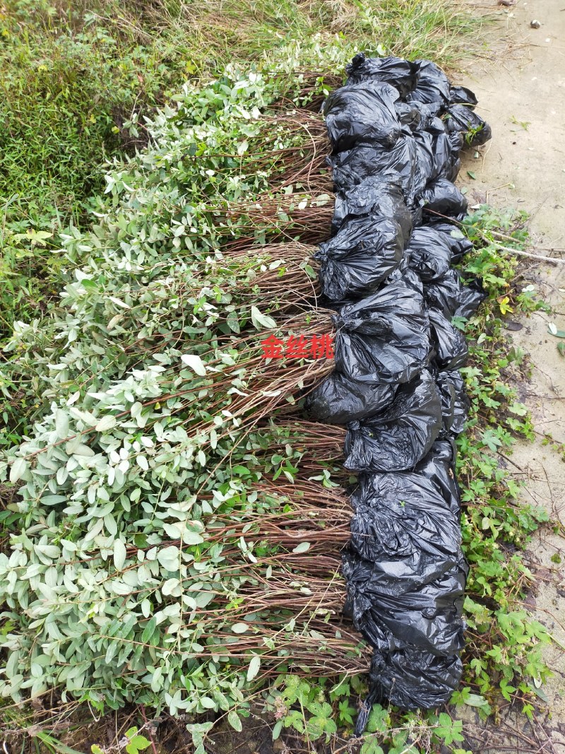 金丝桃，金丝桃基地，金丝桃基地直销，河南省潢川金丝桃基地