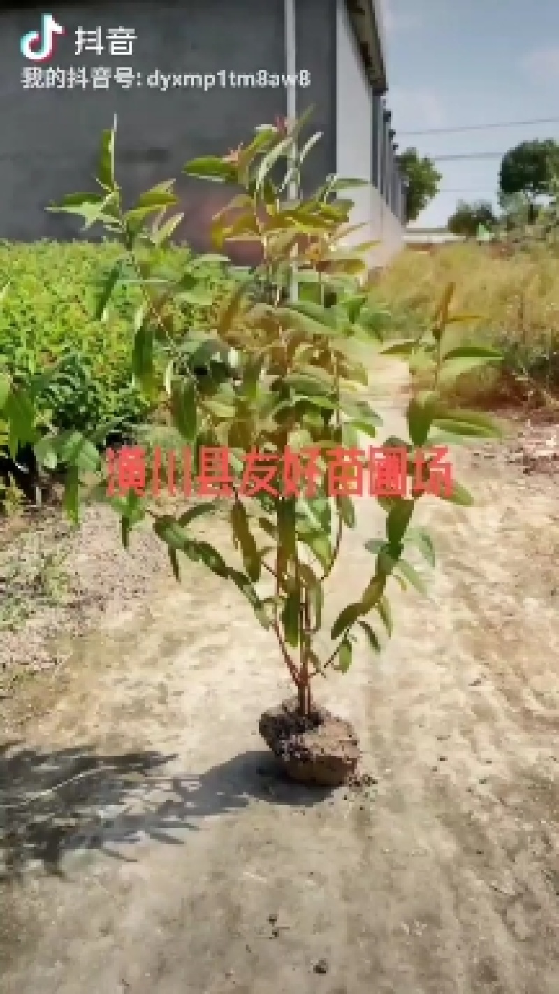 金丝桃，金丝桃基地，金丝桃基地直销，河南省潢川金丝桃基地