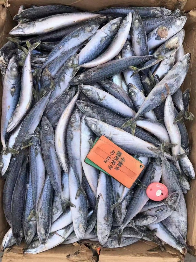 北太青鱼40-80g120-200g
